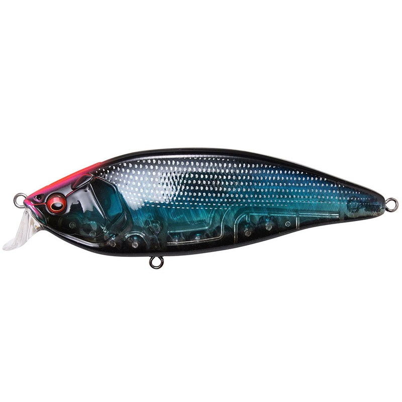 Konosirus Shad
